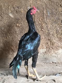 black mushka male  available hye