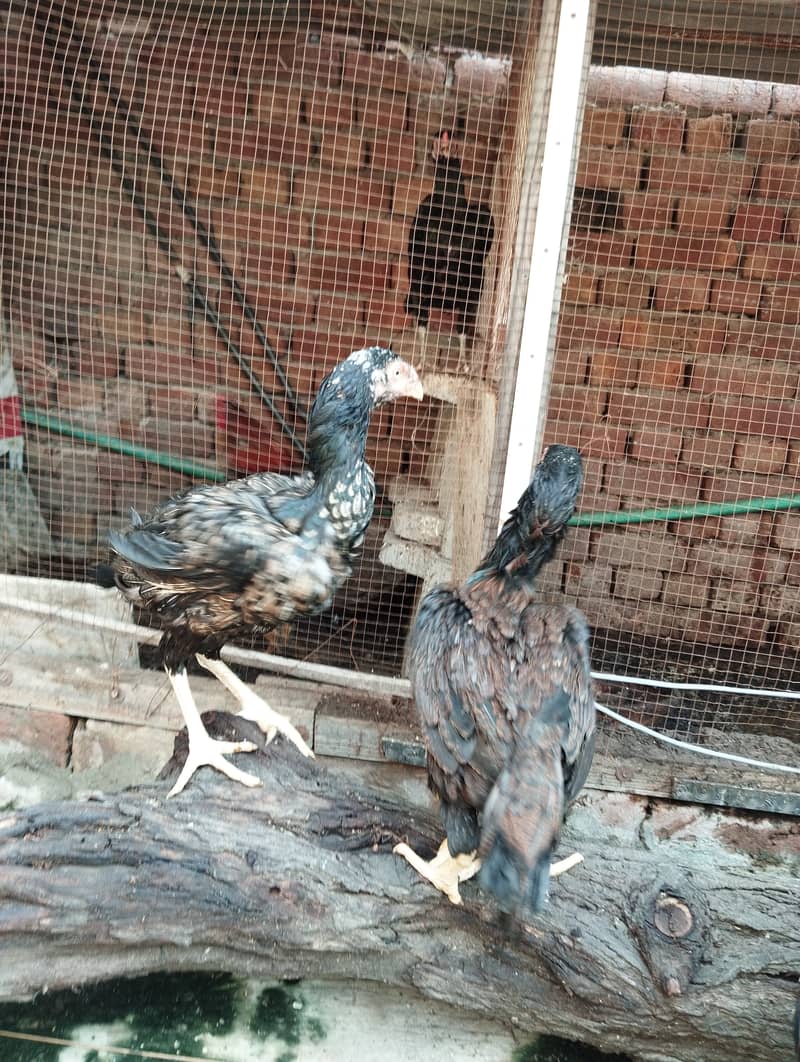 Aseel Pair for sale 5