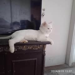 male white persian