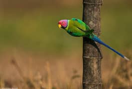 plum head Parrot