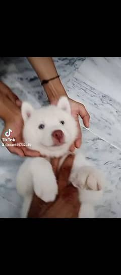 Siberian Husky wooly coat blue eyes male puppy