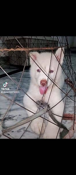 Siberian Husky wooly coat blue eyes male puppy 1