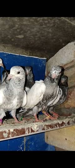 prwazi pigeon for sale