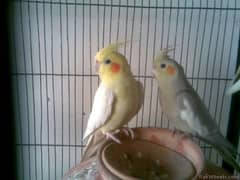 Pied cockatiel pair