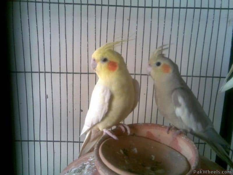 Pied cockatiel pair 0