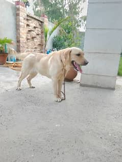 Labrador Female for sale