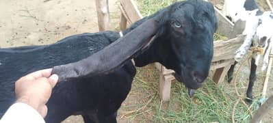 Goat for sale