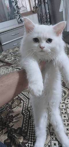 persian female kitten 0