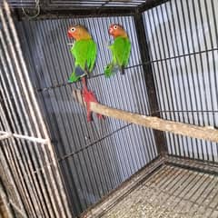 Eno cockatiel and Lovebirds breeder pair for sale