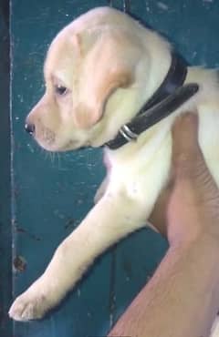 labradoor male puppy available