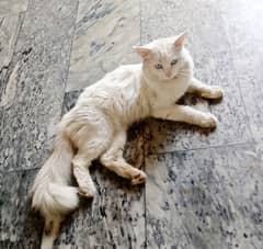 Persian Cat Very Active And Friendly 0