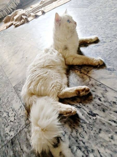 Persian Cat Very Active And Friendly 2