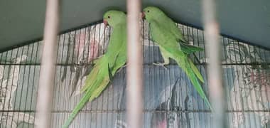 Green Ringneck Pair available for sale