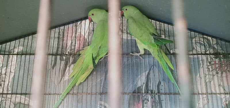 Green Ringneck Pair available for sale 0