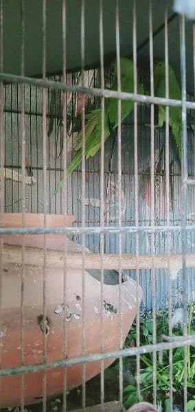 Green Ringneck Pair available for sale 1