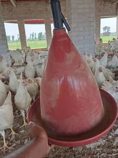 Auto drinker system complete for hen