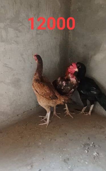 ASEEL HEN FOR SELL 6