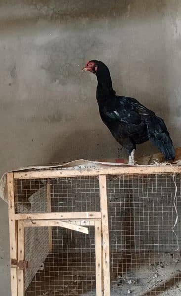 ASEEL HEN FOR SELL 16