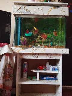 Fish Aquarium