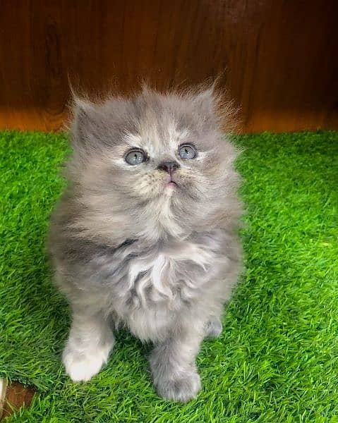 punch face triple Cote kitten cat male feamle 19