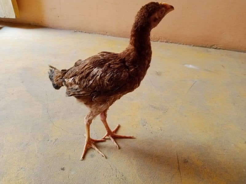 Aseel Hen (Female) 0