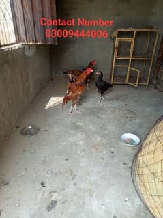 ASEEL HEN FOR SELL 0