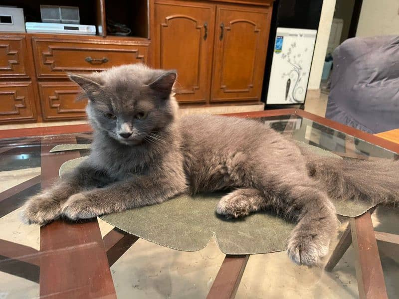 Tripple coat Persian kitten for sale 1