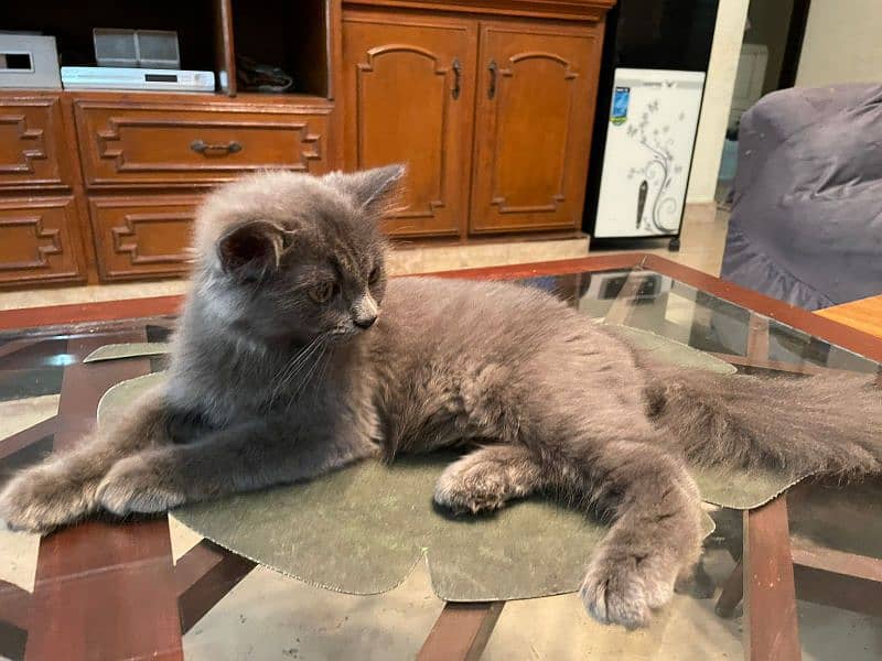 Tripple coat Persian kitten for sale 3