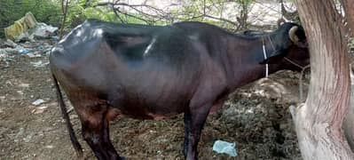 goshi kondhi karee buffalo with katha