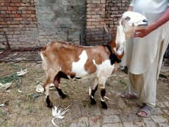 BEAUTIFUL PREGNANT (GHABBAN) QUALITY BAKRI FOR SALE