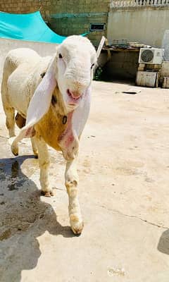 pure sarghoda kaka khajla with big ears