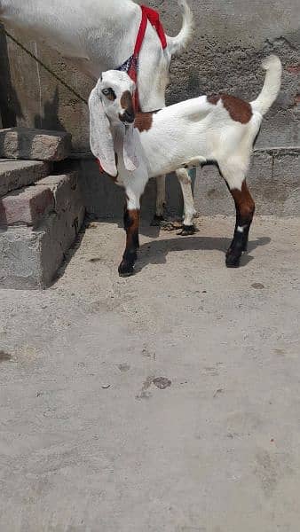 Rajan puri bakri 2