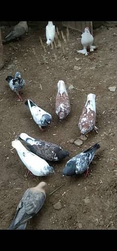 Pigeons for sale