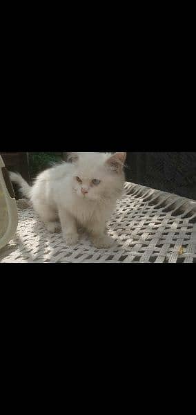 parsian male cat  | deal on Whatsapp 03468015786 4