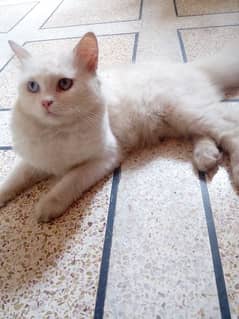 persian male cat for breeding