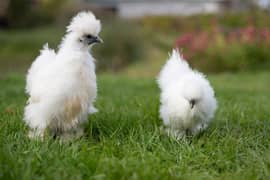 white silkie chicken available fancy hen