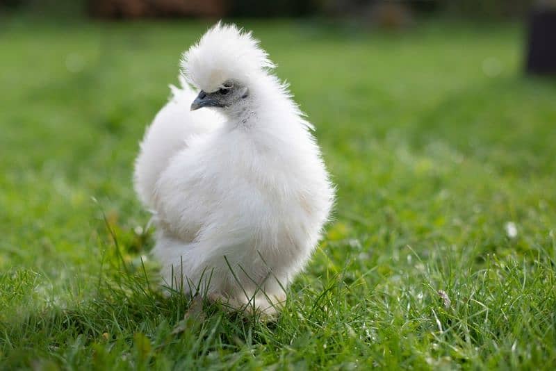 white silkie chicken available fancy hen 1