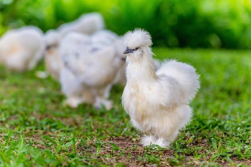 white silkie chicken available fancy hen 3