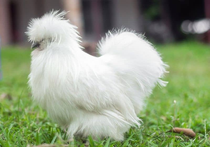 white silkie chicken available fancy hen 4