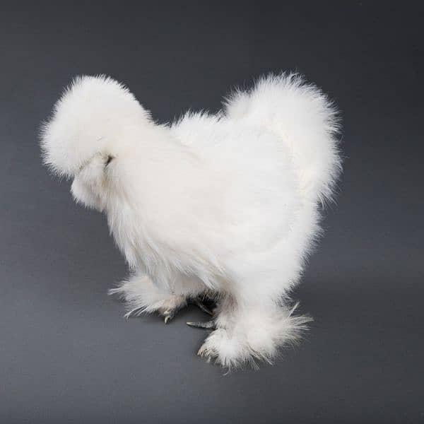 white silkie chicken available fancy hen 5