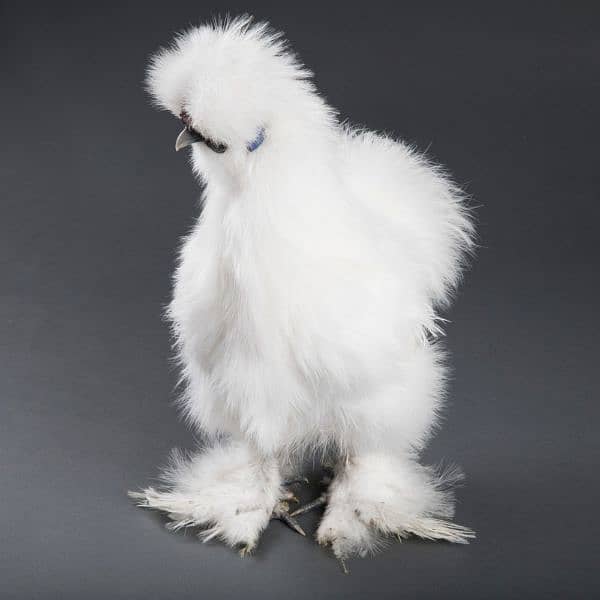 white silkie chicken available fancy hen 6