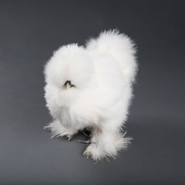 white silkie chicken available fancy hen 7