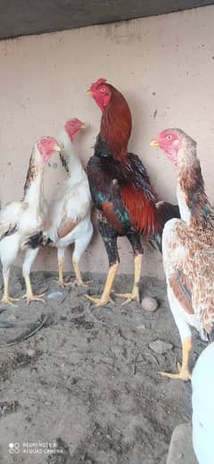 Japanese o shamo | shamo | aseel | hen | chick's | murga | female 0