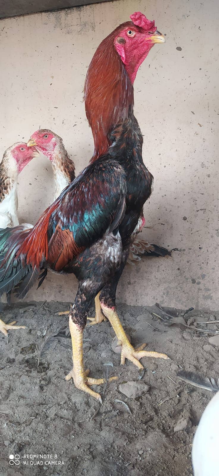 Japanese o shamo | shamo | aseel | hen | chick's | murga | female 2