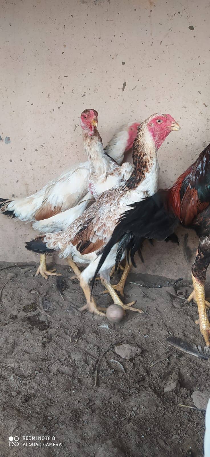 Japanese o shamo | shamo | aseel | hen | chick's | murga | female 4