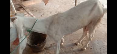 Bakri For Sale