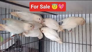 Albino red / Creamino / Albino split Red eye / Love Birds/ Lahore