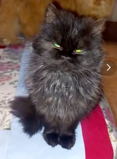 Male and female persian cats for sale age 6 months to 1 year