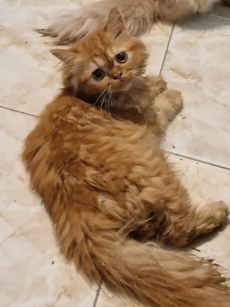 Male and female persian cats for sale age 6 months to 1 year 1