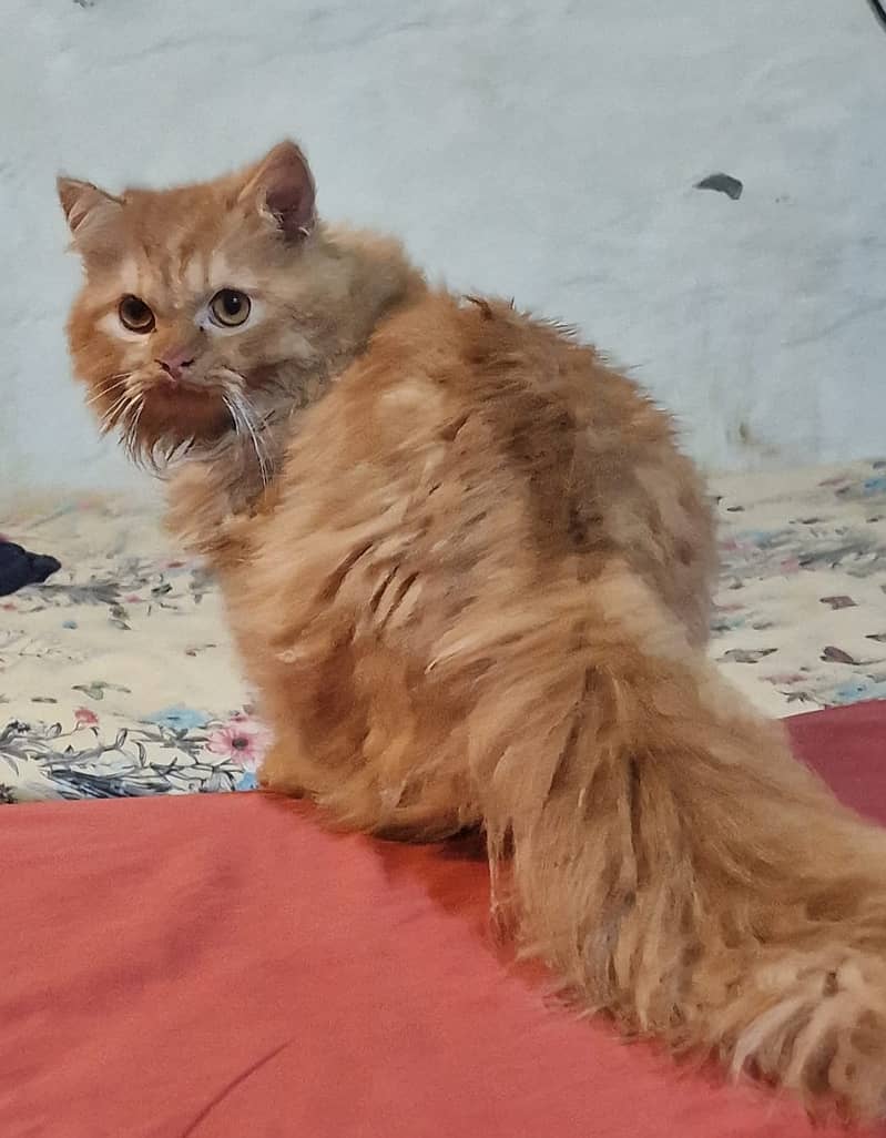 Male and female persian cats for sale age 6 months to 1 year 2